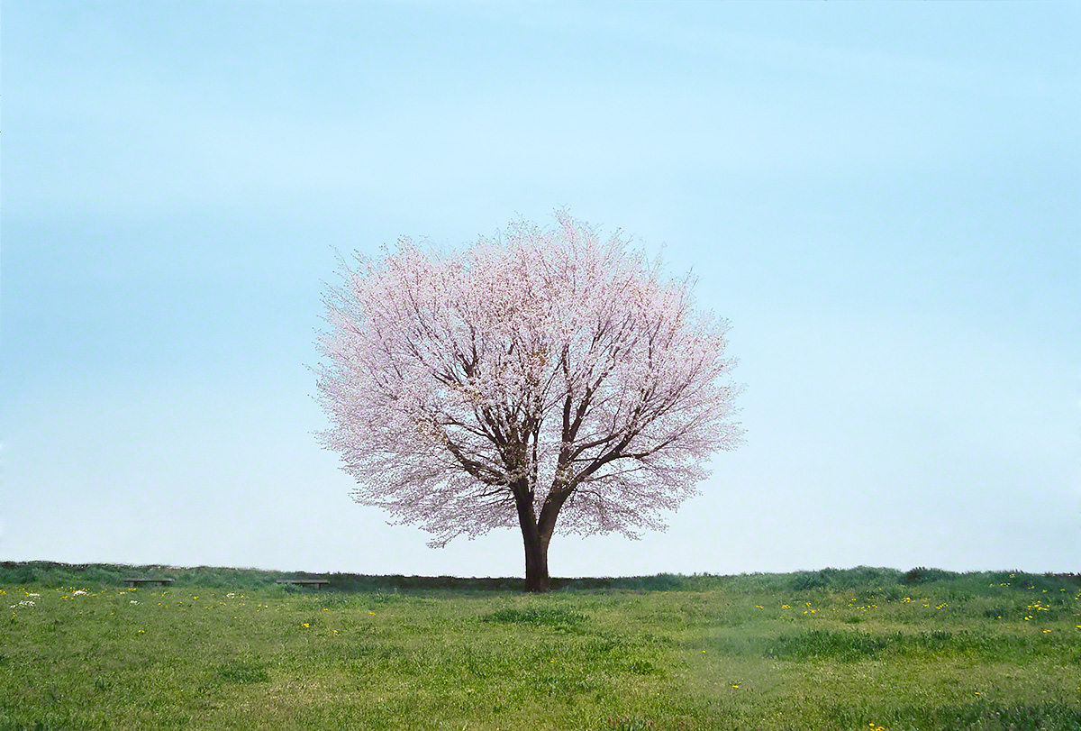 Scenery Photo 丘の上の一本の桜の木 風景写真素材 壁紙の無料ダウンロード グリーティングカードサービス