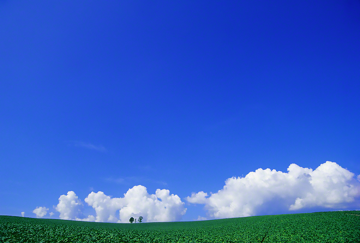 Scenery Photo 入道雲とジャガイモ畑と親子の木 風景写真素材 壁紙の無料ダウンロード グリーティングカードサービス