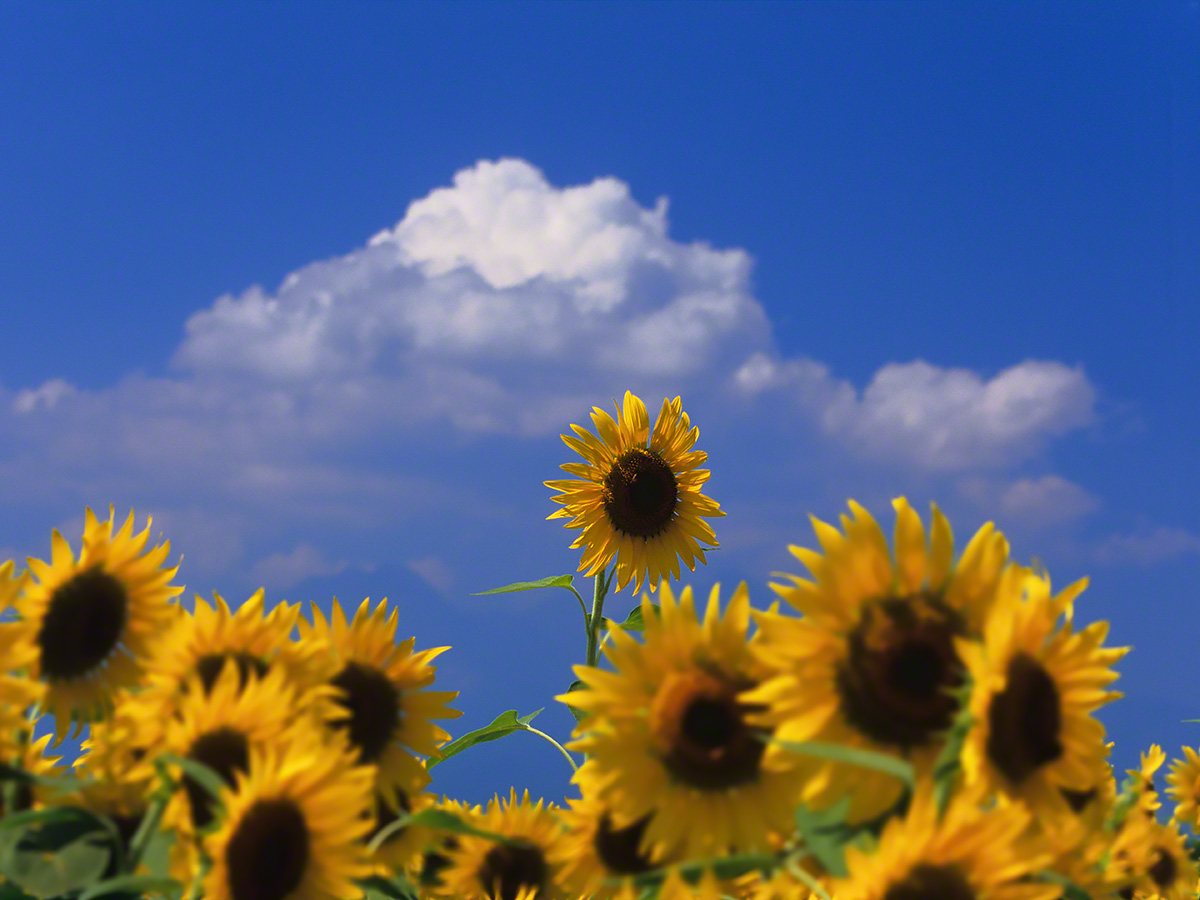 Scenery Photo 入道雲と顔を出したヒマワリの花 風景写真素材 壁紙の無料ダウンロード グリーティングカードサービス