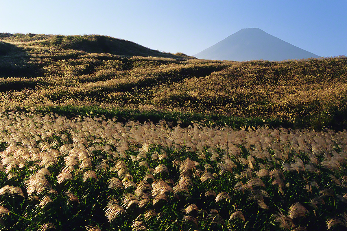 Scenery Photo 富士山と一面の輝くススキの原 風景写真素材 壁紙の無料ダウンロード グリーティングカードサービス