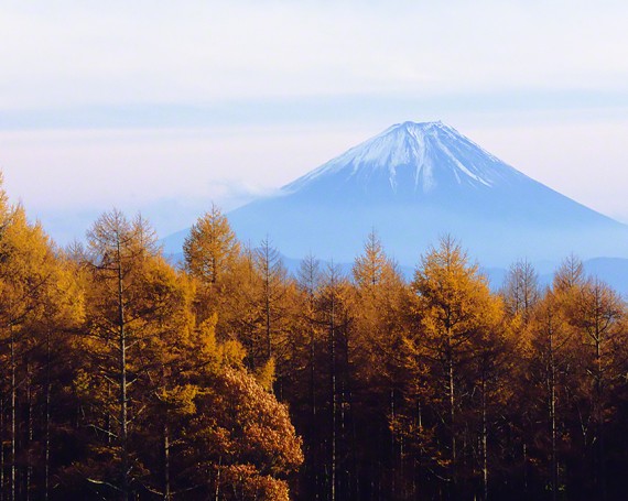 富士山と黄葉のカラマツ林
