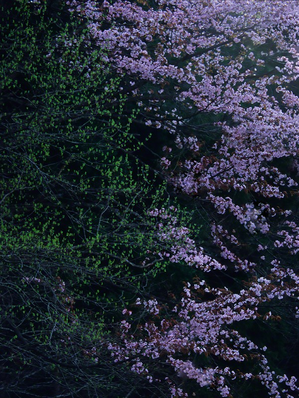 山陰の中の山桜と新芽