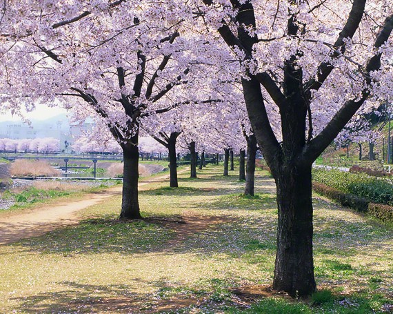 川沿いの桜並木と落ちた花びら