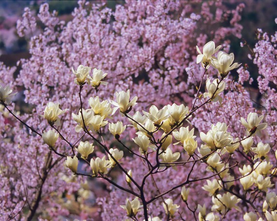 彼岸桜の中のハクモクレン