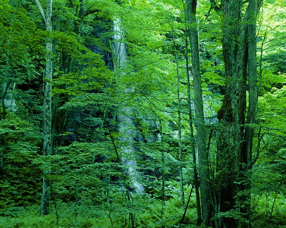 新緑の奥入瀬渓流白糸の滝