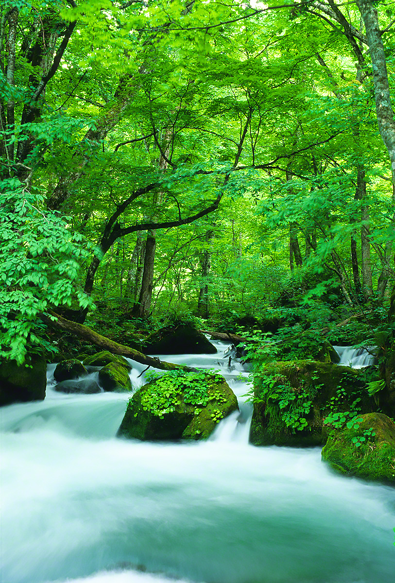 Scenery Photo 新緑の奥入瀬渓流阿修羅の流れ 風景写真素材 壁紙の無料ダウンロード グリーティングカードサービス