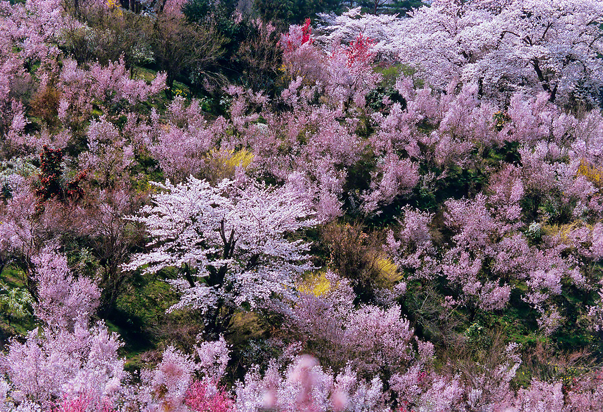 春の花木に囲まれたソメイヨシノ