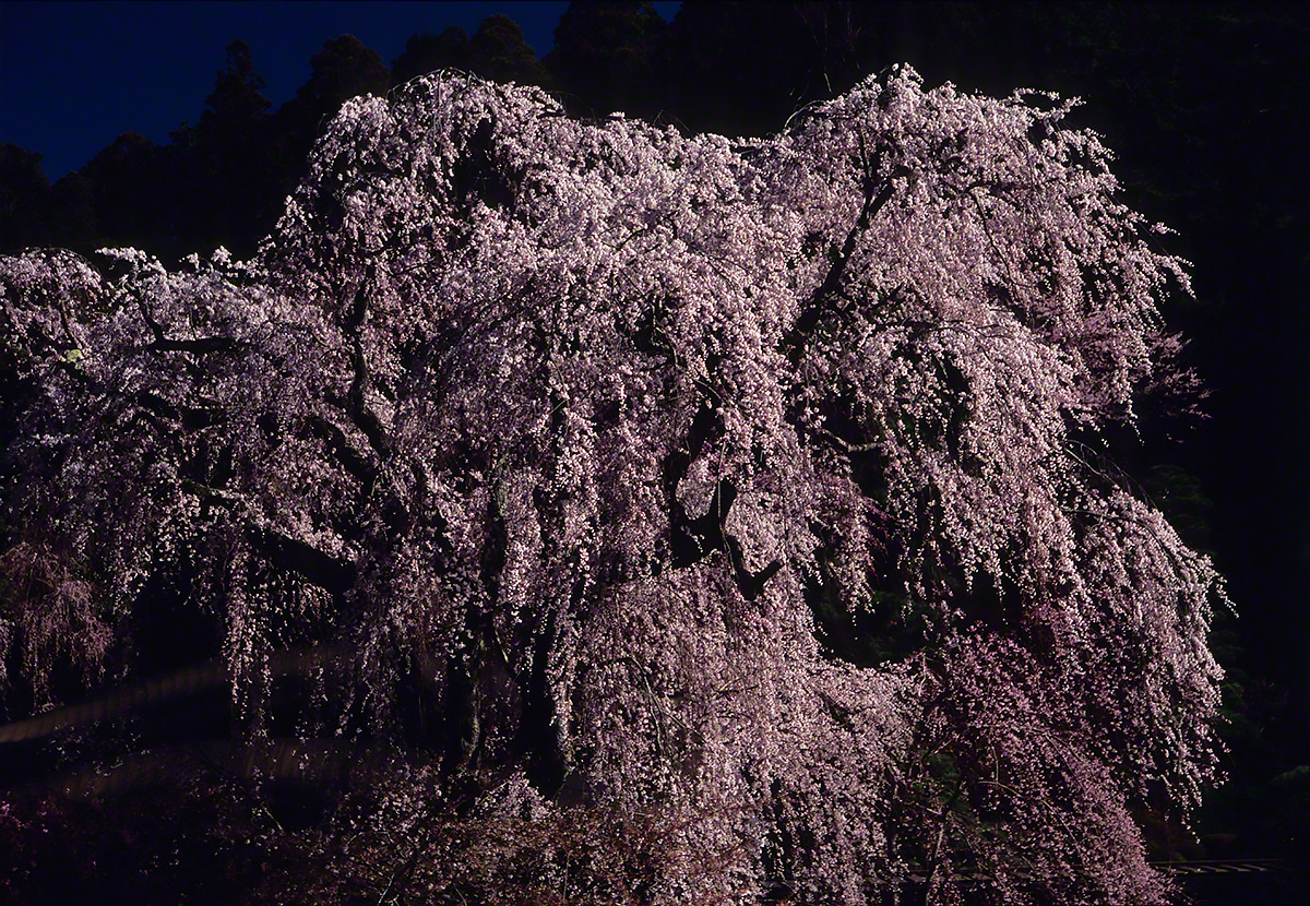 Scenery Photo 朝日の当たる身延山久遠寺のしだれ桜 風景写真素材 壁紙の無料ダウンロード グリーティングカードサービス
