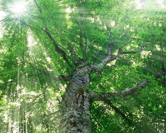 木漏れ日と白神山地の新緑のブナのマザーツリー