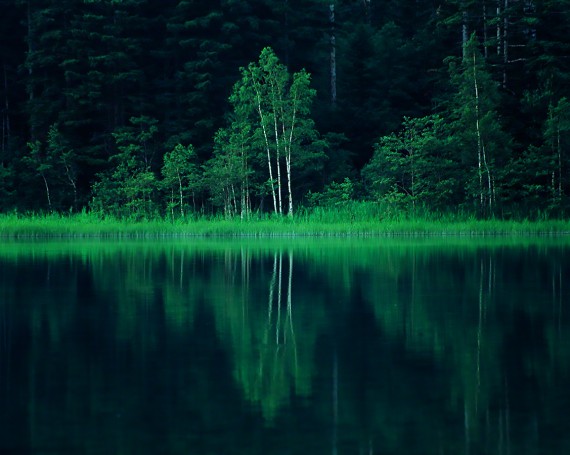 湖に映る新緑の白樺