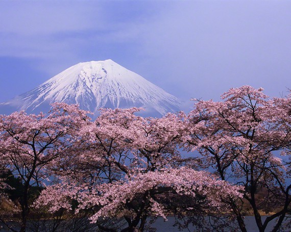 湖畔の桜と残雪の富士山