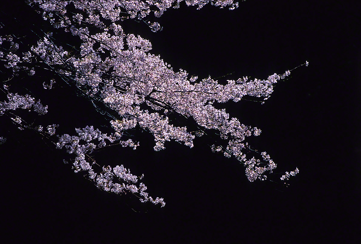 漆黒の中に輝く桜の枝