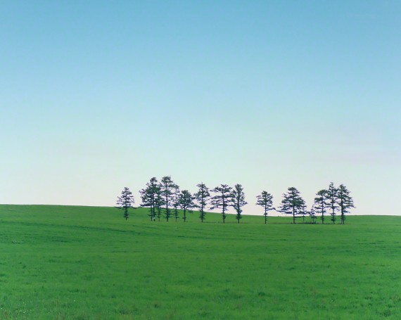 緑の丘と立ち並ぶカラマツの小木