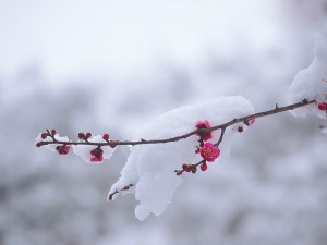 雪を乗せた一枝の紅梅