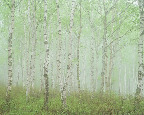 霧の中の新緑の白樺林