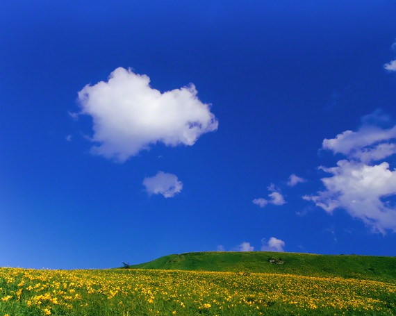 青い空と白い雲とニッコウキスゲの丘