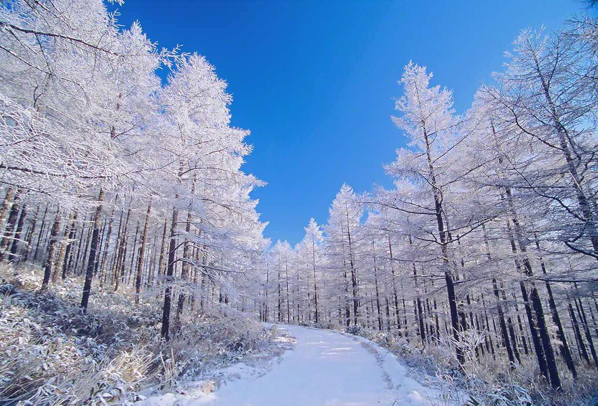 Scenery.Photo » 青空とカラマツの樹氷の雪道 | 風景写真素材・壁紙の無料ダウンロード/グリーティングカードサービス