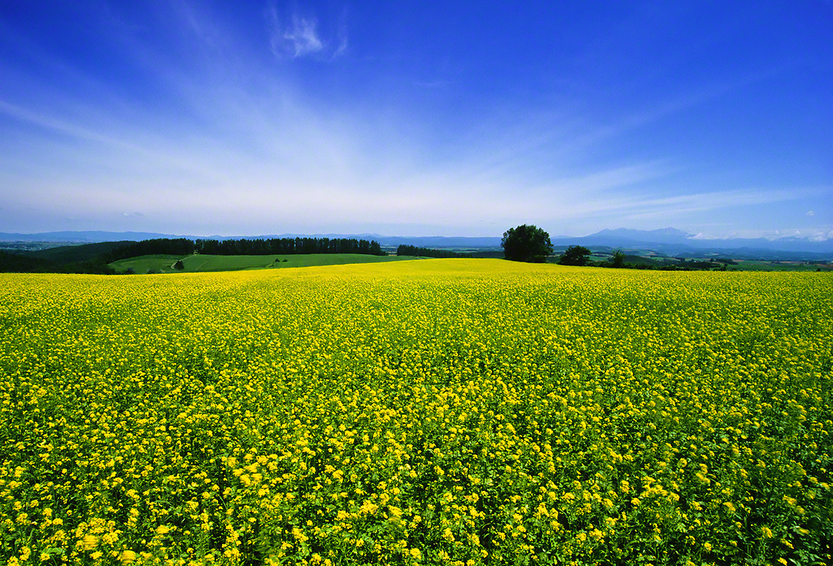 Scenery Photo 青空と地平線に広がる菜の花畑 風景写真素材 壁紙の無料ダウンロード グリーティングカードサービス