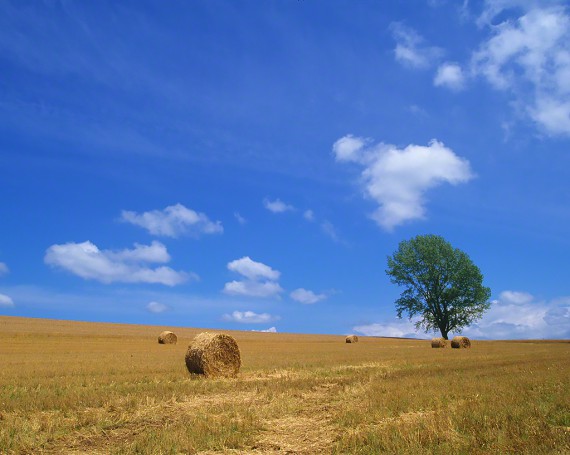青空と牧草ロールと哲学の木