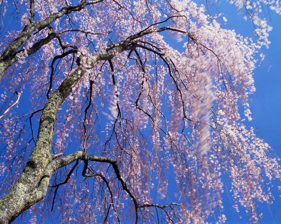 青空と風に揺れるしだれ桜