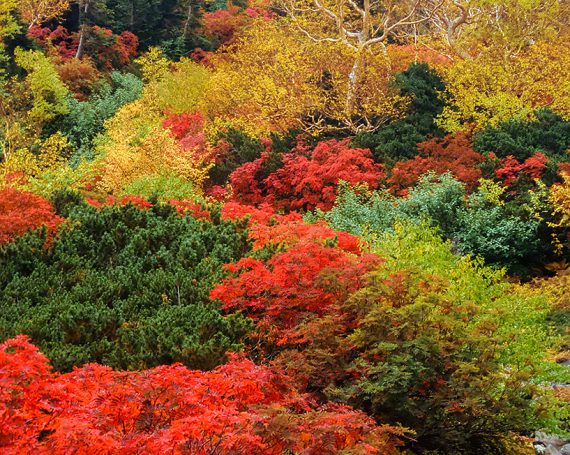 紅葉のナナカマドとダケカンバ