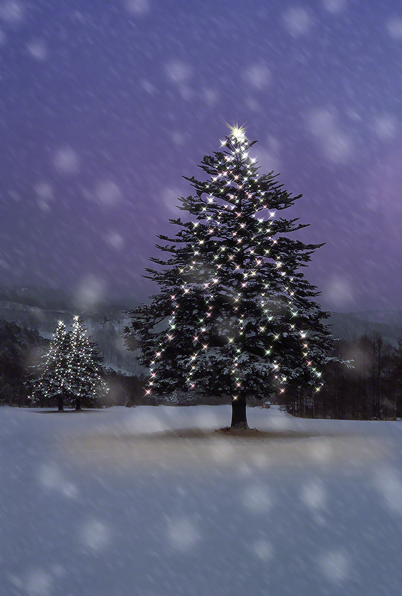 Scenery Photo 雪面のイルミネーションのモミの木 風景写真素材 壁紙の無料ダウンロード グリーティングカードサービス