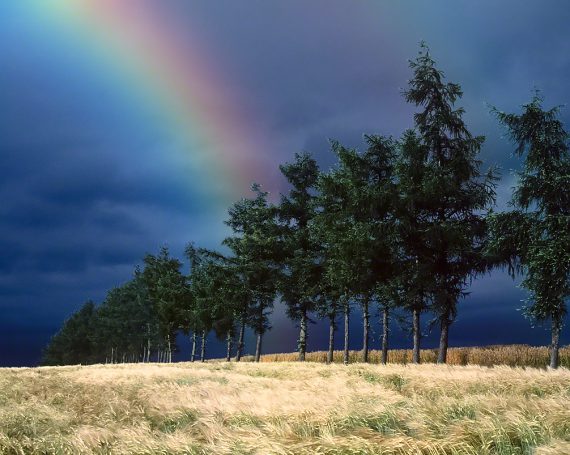 曇天の麦畑とカラマツ並木と虹