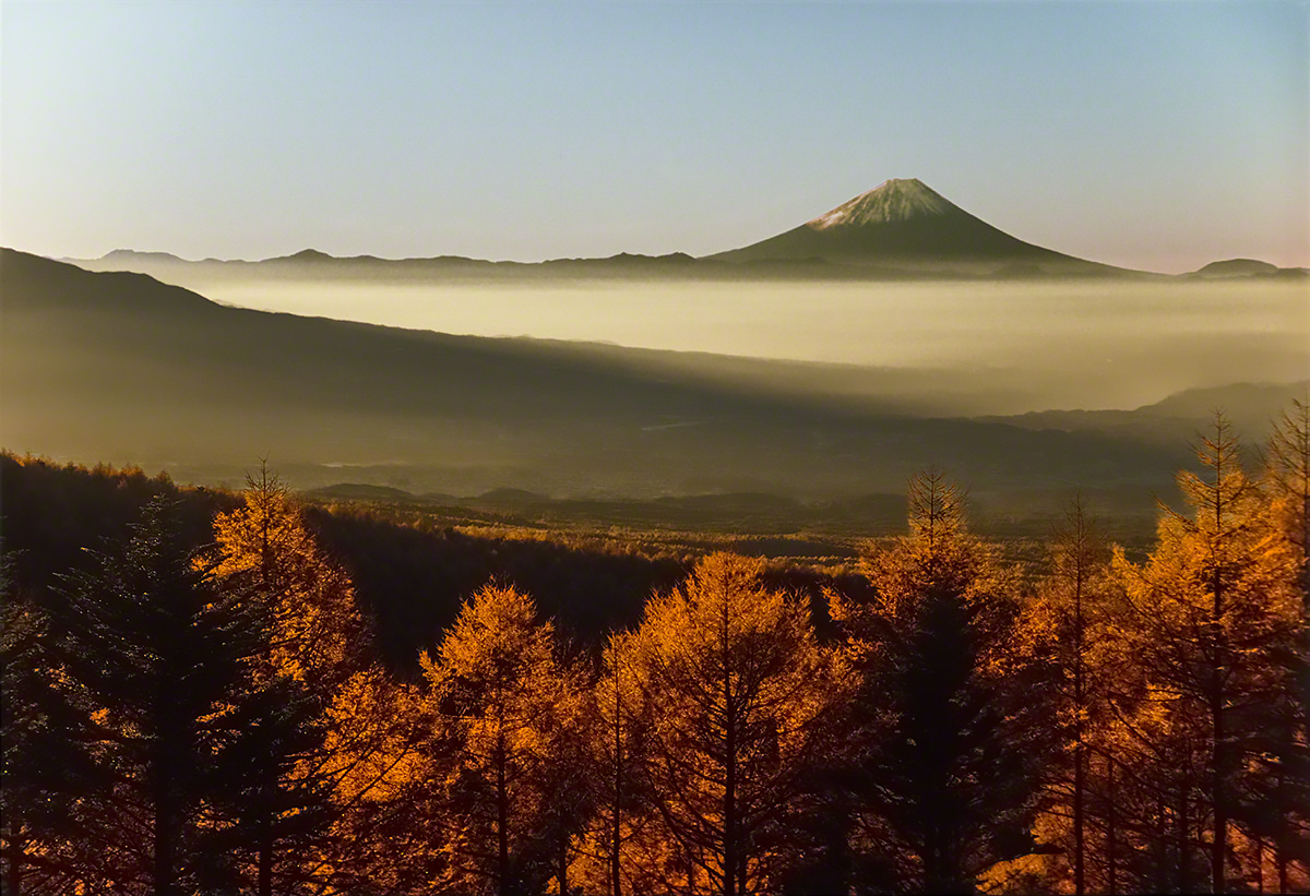 朝日の当たる富士山と輝くカラマツ